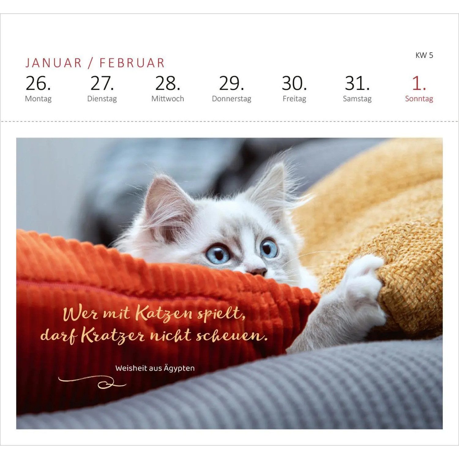 Ars Edition Tischkalender Postkartenkalender Katzenweisheiten 2026