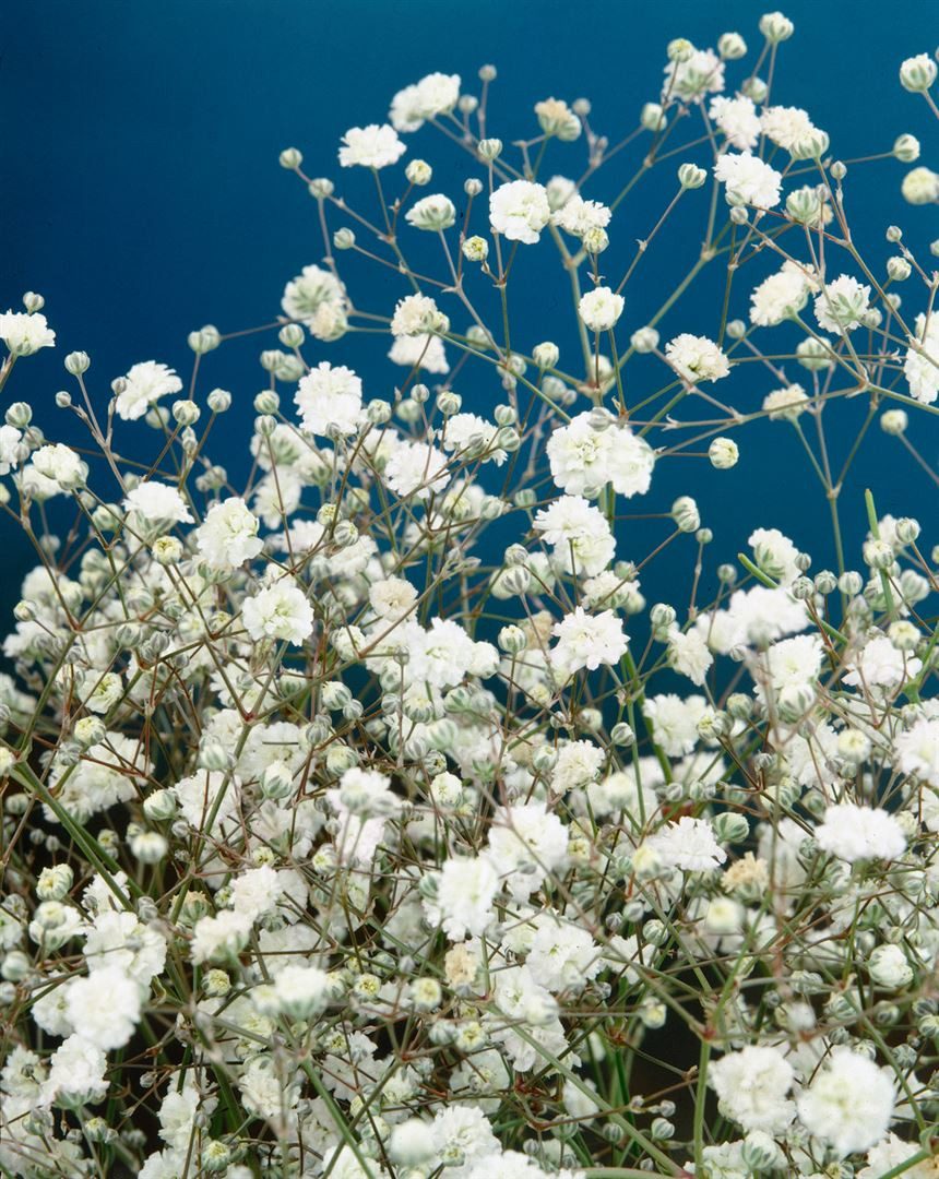 Pflanzen für Dich Staude Gypsophila pan. Bristol Fairy, 1 St., Riesen-Schleierkraut, Schleierkraut