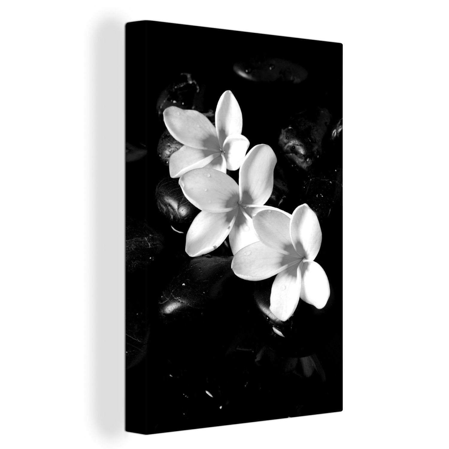 OneMillionCanvasses® Leinwandbild Plumeria-Blüten auf einigen Steinen - schwarz und weiß, (1 St), Leinwandbild fertig bespannt inkl. Zackenaufhänger, Gemälde, 20x30 cm
