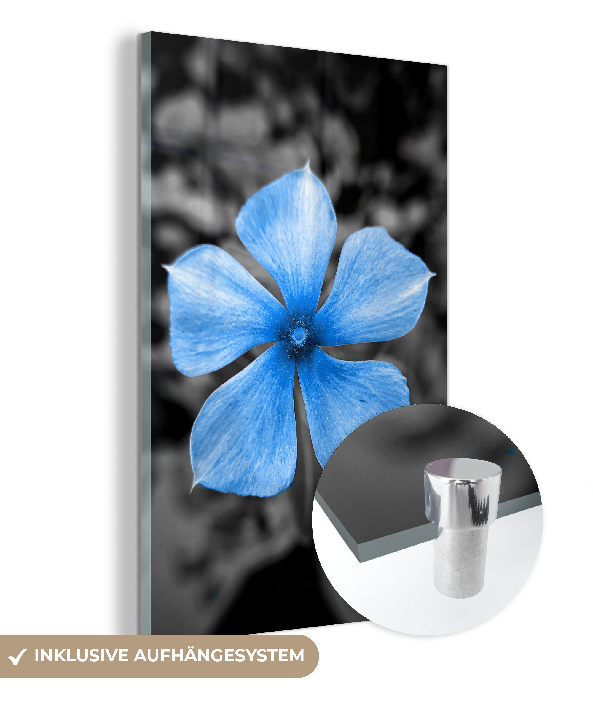 MuchoWow Acrylglasbild Blumen - Blau - Schwarz - Weiß, (1 St), Glasbilder - Bilder auf Glas Wandbild - Foto auf Glas - Wanddekoration