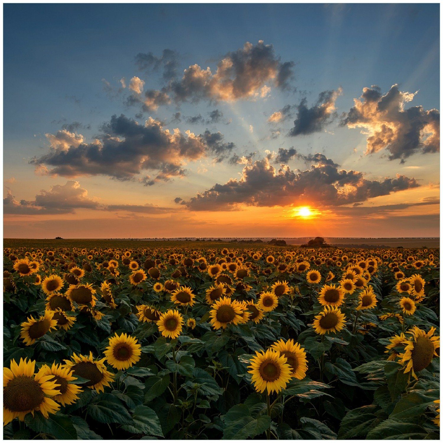 Wallario Memoboard Sonnenblumenwiese vor Wolken mit Sonnenuntergang