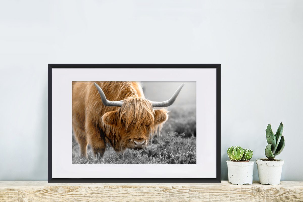 - - - Kunstdruck, Schottischer Highlander Schwarzem Bilderrahmen Poster, mit MuchoWow Rahmen, Weiß Braun - - Schwarz Kuh (1 Natur, Tiere Poster St), - Gerahmtes