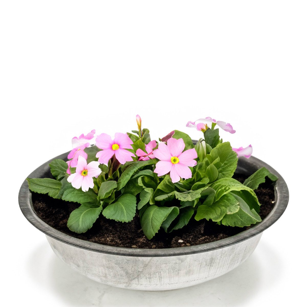 matches21 HOME & HOBBY Blumentopf Zinkwanne günstig online kaufen