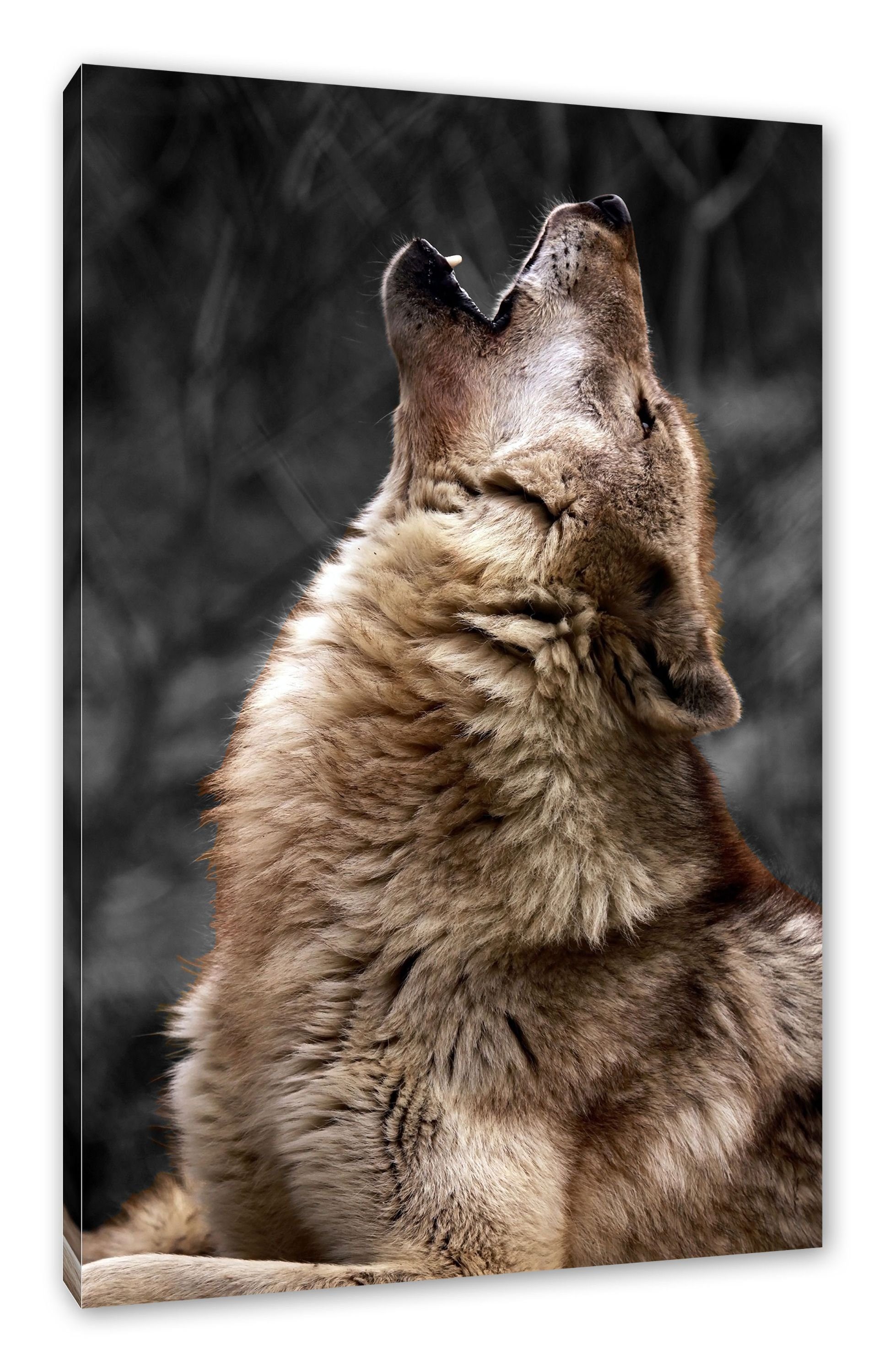 Anmutiger Wolf, inkl. fertig Wolf Zackenaufhänger Leinwandbild Heulender Heulender St), bespannt, Leinwandbild Anmutiger (1 Pixxprint