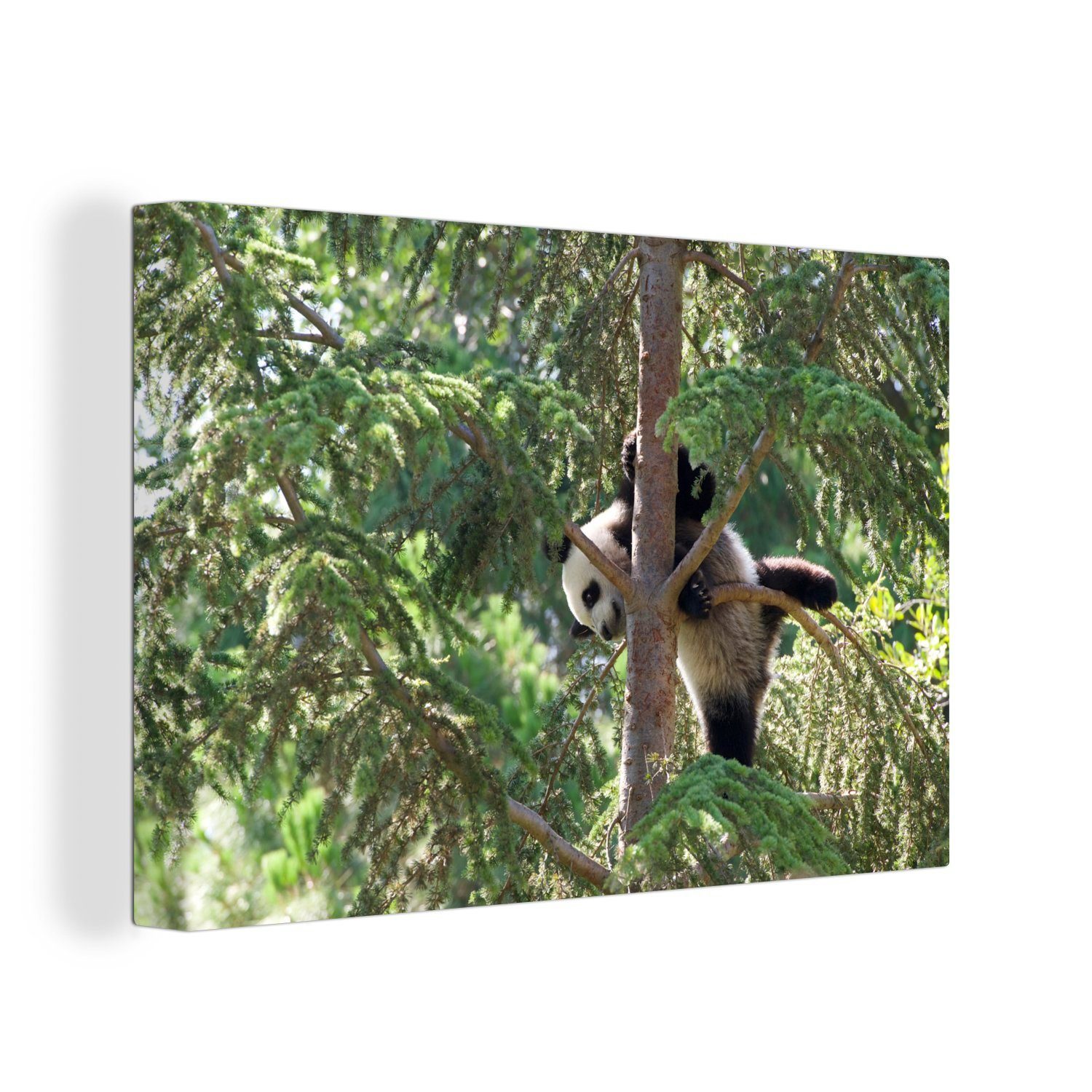 OneMillionCanvasses® Leinwandbild Panda - Baum - Blätter, (1 St), Wandbild Leinwandbilder, Aufhängefertig, Wanddeko, 30x20 cm