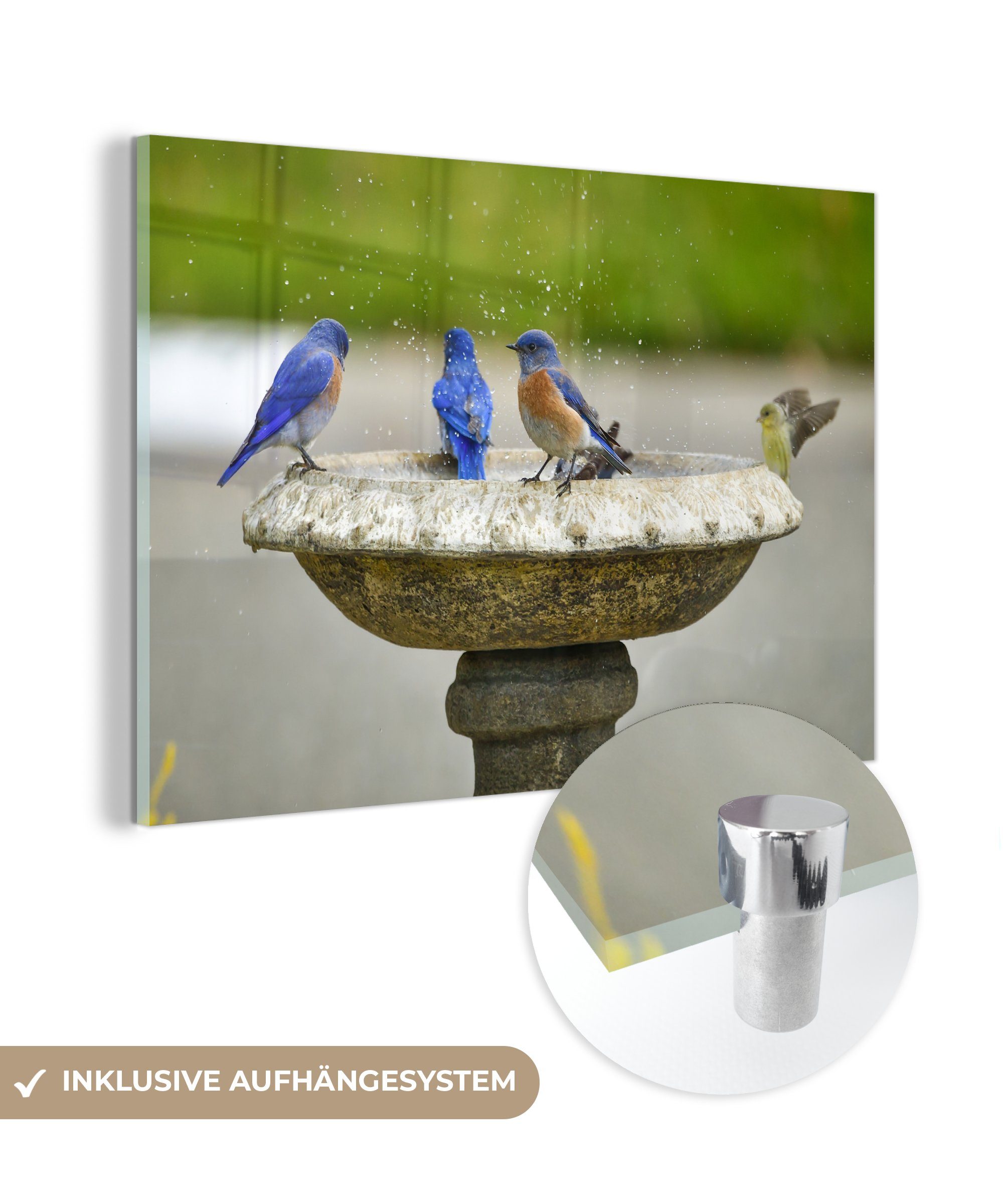 MuchoWow Acrylglasbild Vogel - Vogeltränke - Wasser, (1 St), Acrylglasbilder Wohnzimmer & Schlafzimmer | Bilder