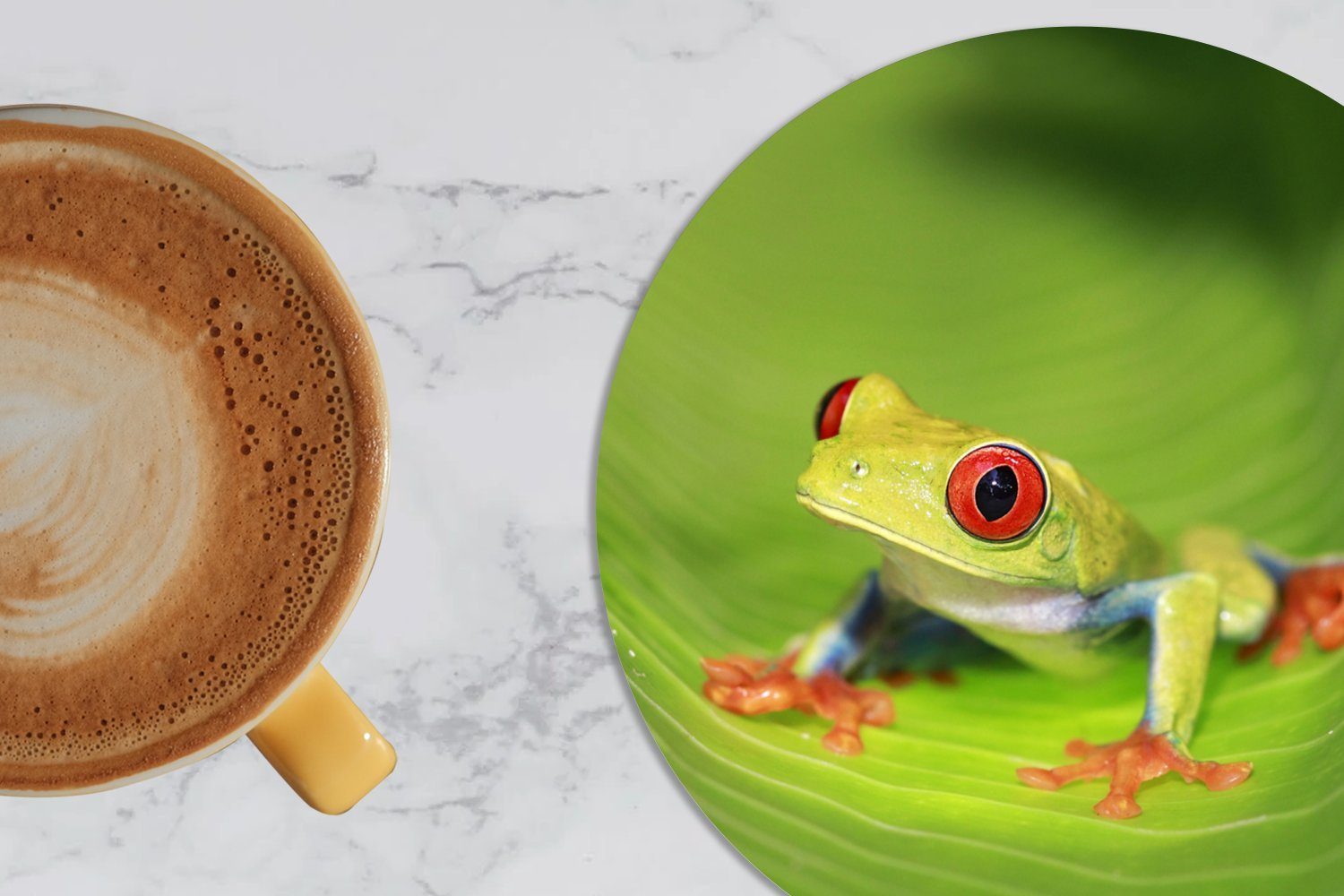 Glasuntersetzer Tassenuntersetzer, 6-tlg., für Costa Rotaugen-Ara-Frosch einem Becher Tasse, in Gläser, MuchoWow auf Rica, Zubehör Korkuntersetzer, Getränkeuntersetzer, Blatt