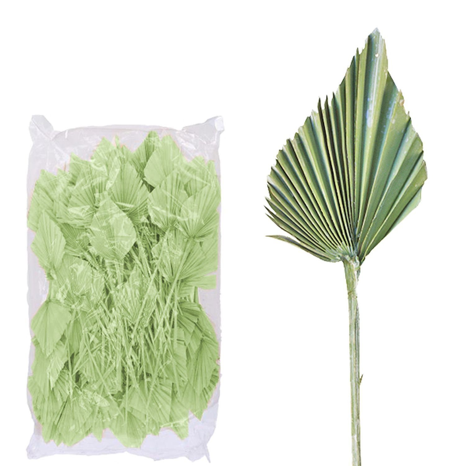 groß 100 - frost-grün, Beutel Trockenblume Palmspear Vosteen - ind. Stück