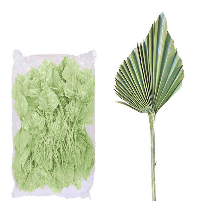 Trockenblume Palmspear ind. groß - 100 Stück Beutel - frost-grün, Vosteen