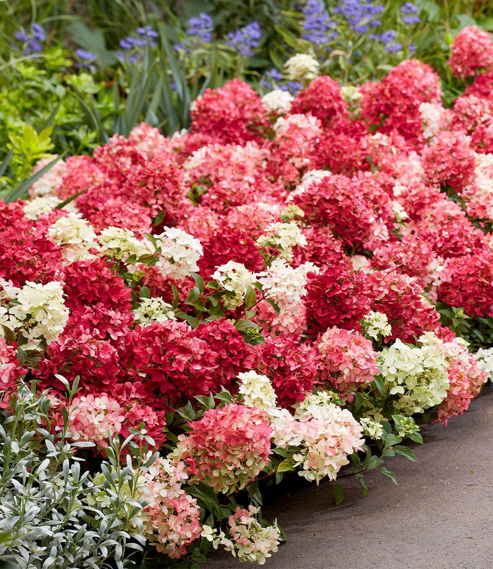 BALDUR Garten Zierstrauch Niedrige Hortensie 'Groundbreaker® Ruby®', 1 St., Üppige blüte, reichblühend, winterhart, mehrjährig