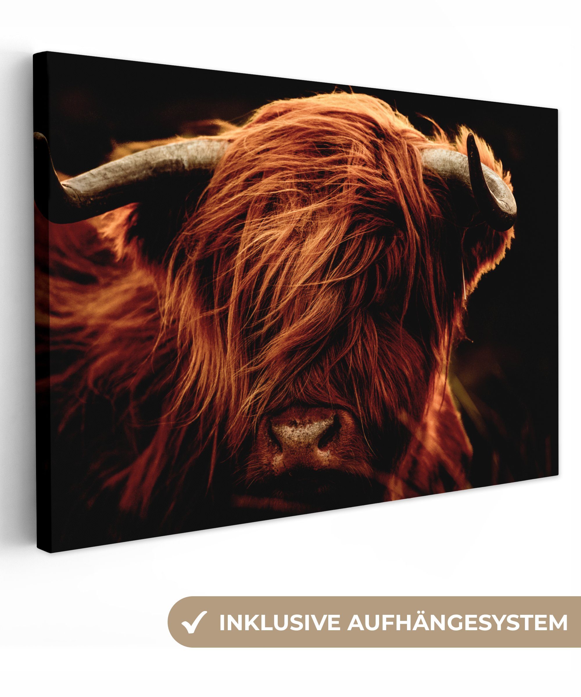 OneMillionCanvasses® Leinwandbild Schottischer Highlander - Kuh - Hörner - günstig online kaufen