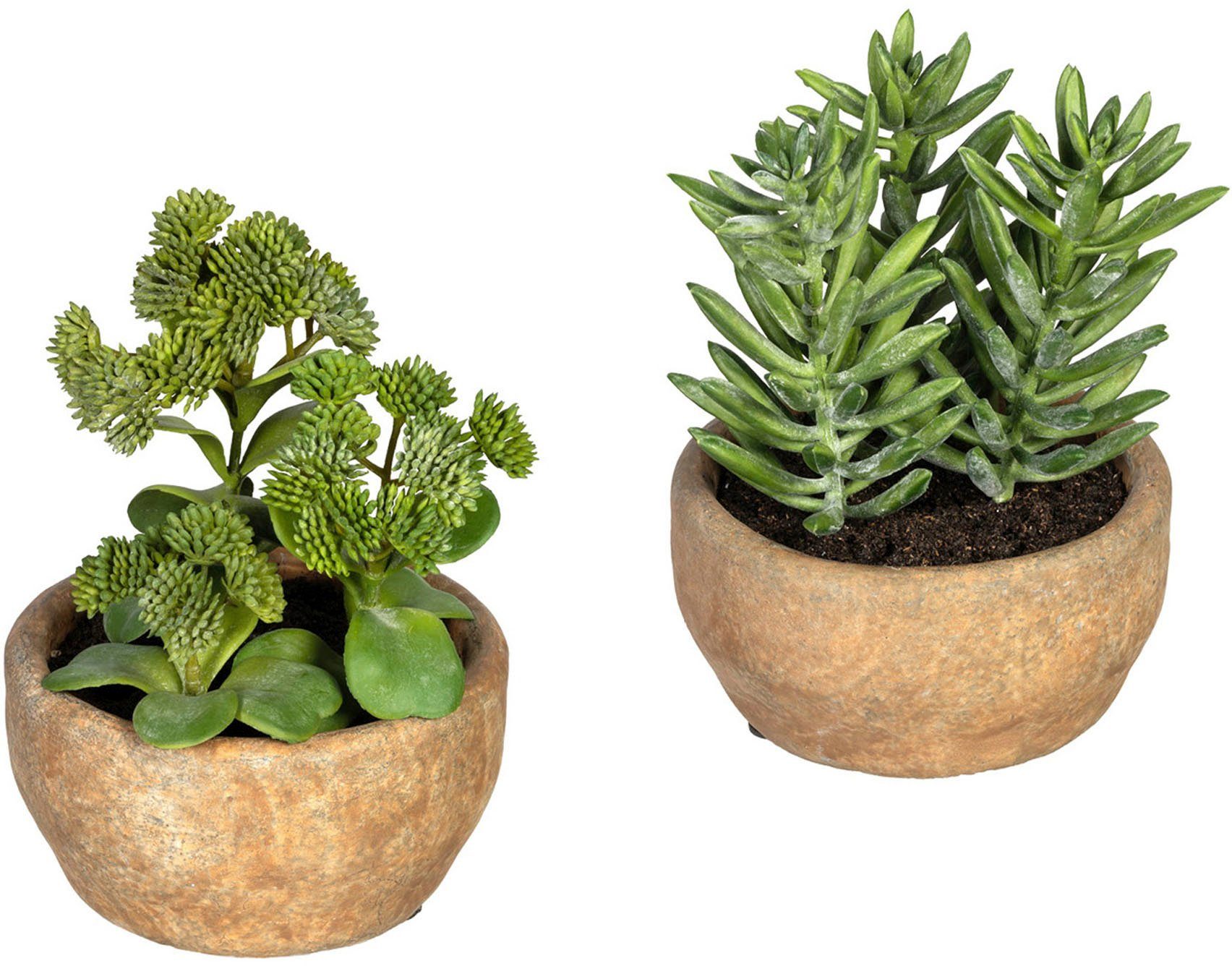 Künstliche Zimmerpflanze Sukkulenten Sedum und Aloe Sukkulenten Sedum und  Aloe, Creativ green, Höhe 17 cm, im Zementtopf, 2er Set