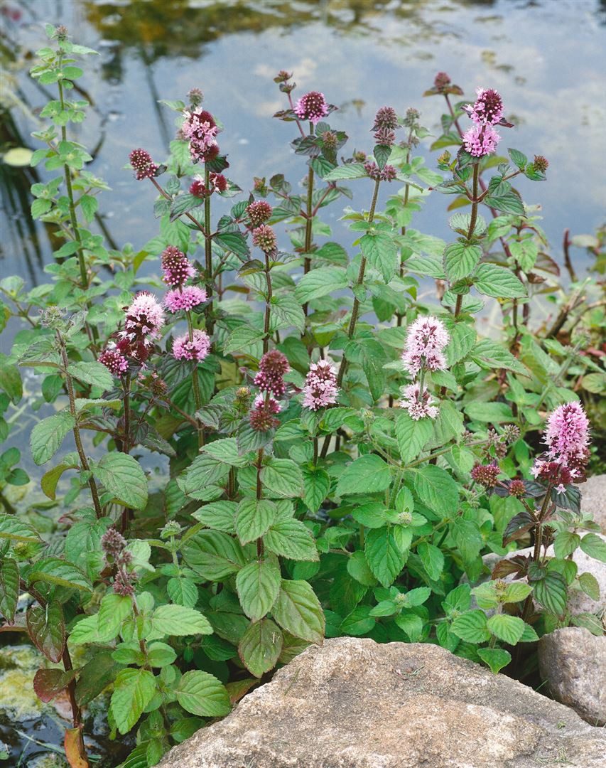 Pflanzen für Dich Staude Mentha aquatica, 1 St., Wasserminze