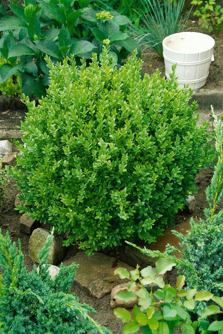 Pflanzen für Dich Gehölze Buxus semp. Suffruticosa, 1 St., Buchsbaum, Buchs, Immergrüner Buchsbaum