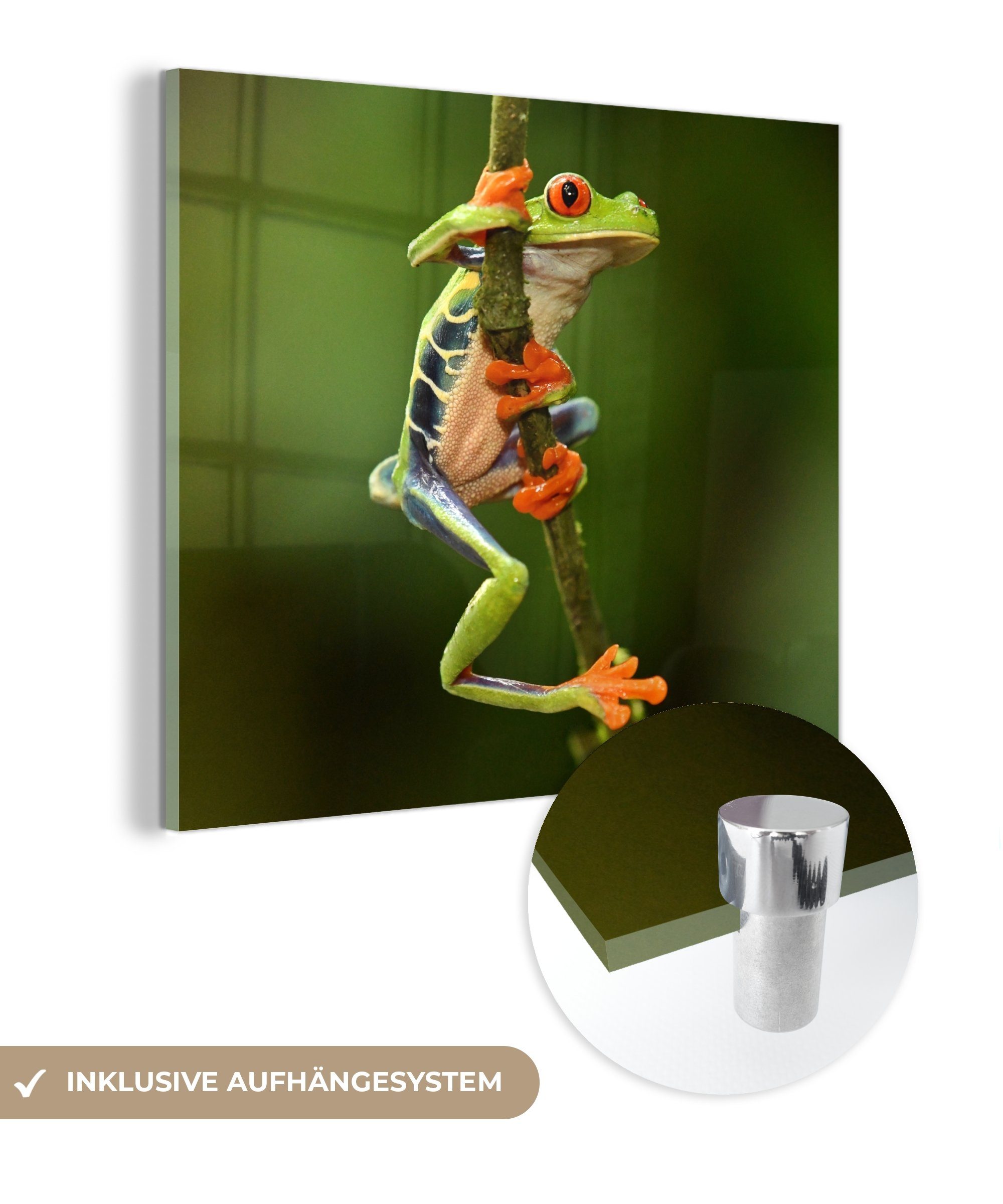 MuchoWow Acrylglasbild Frosch - Regenwald - Zweig, (1 St), Glasbilder - Bilder auf Glas Wandbild - Foto auf Glas - Wanddekoration