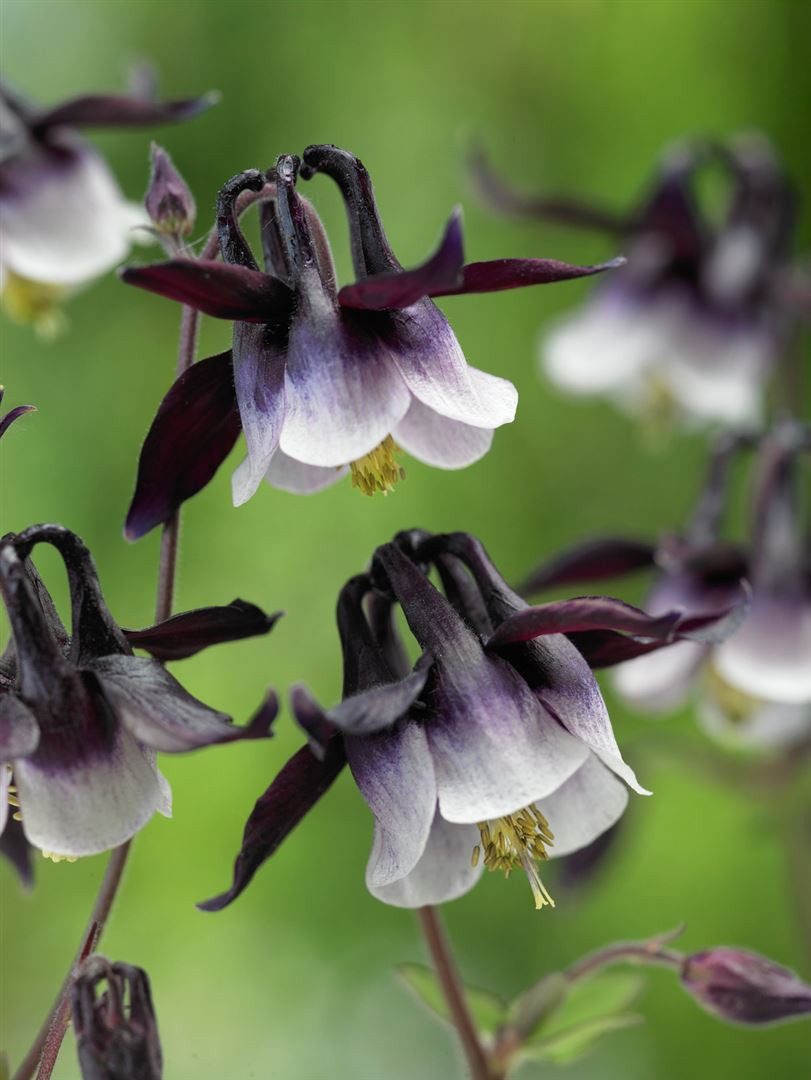 Pflanzen für Dich Staude Aquilegia vul. William Guiness, 1 St., Gewöhnliche Akelei, Akelei