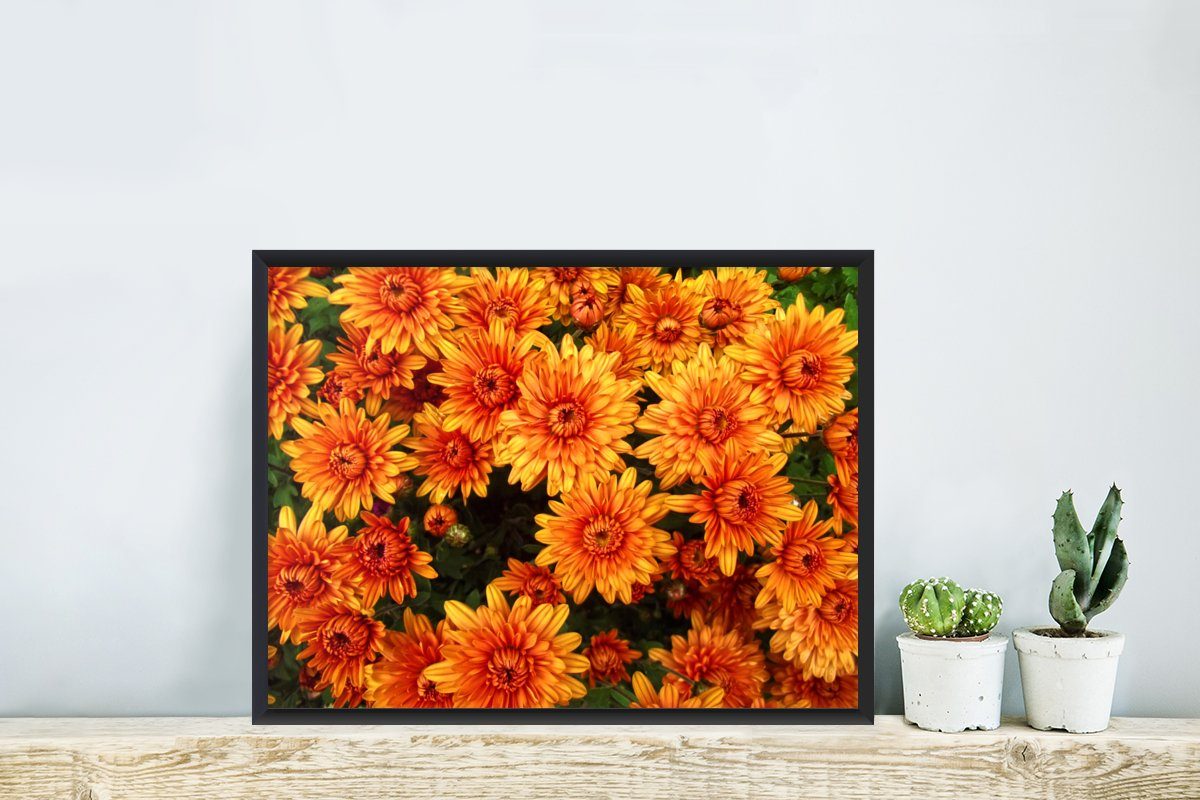 MuchoWow Poster Blumen Schwarzem - Orange Rahmen, Gerahmtes mit Kunstdruck, St), Bilderrahmen Poster, - Chrysantheme, (1