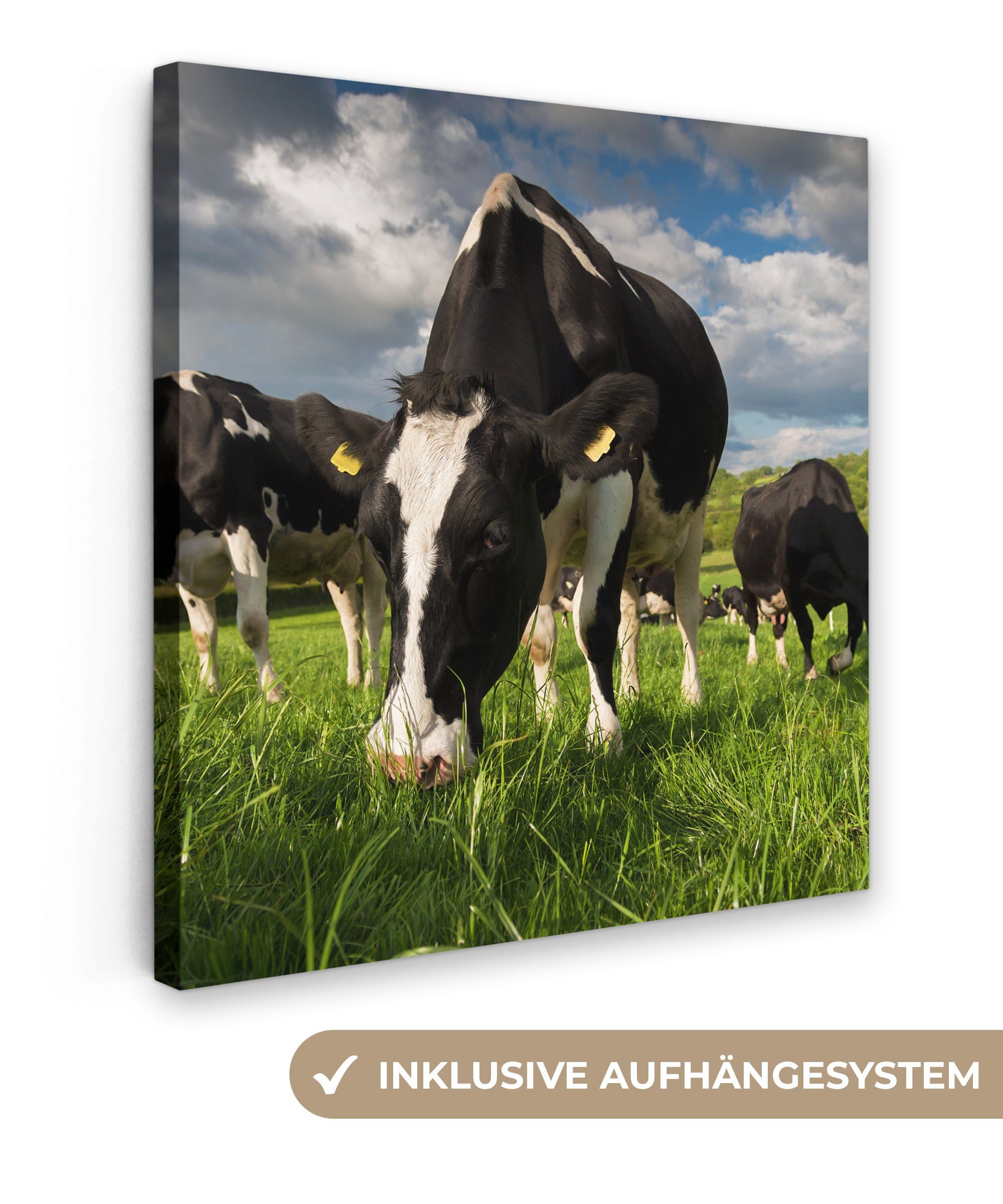 OneMillionCanvasses® Leinwandbild Kühe - Tiere - günstig online kaufen