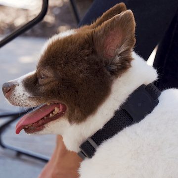 Case-Mate Hundehalsband Halterung für AirTags Navigationsgeräte-Halterung, (AirTag Hülle Hund (Haustier-Halsband Hülle)