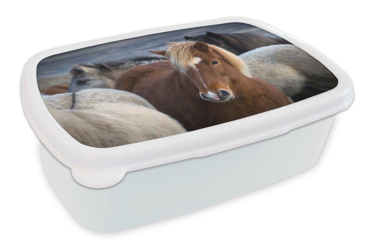 MuchoWow Lunchbox Nahaufnahme eines braunen Isländers zwischen weißen Pferden, Kunststoff, (2-tlg), Brotbox für Kinder und Erwachsene, Brotdose, für Jungs und Mädchen