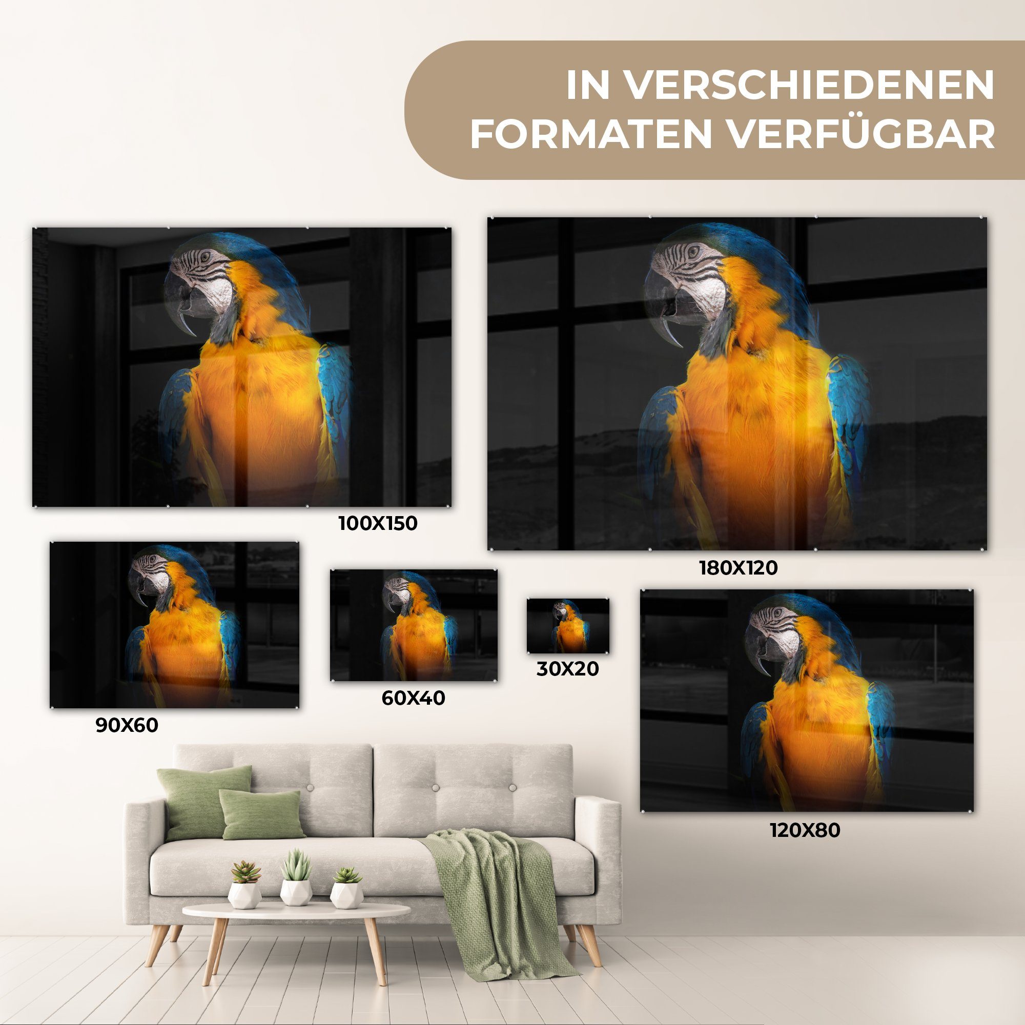MuchoWow Acrylglasbild Tiere - St), Acrylglasbilder (1 Papagei Vogel, - Wohnzimmer & Schlafzimmer