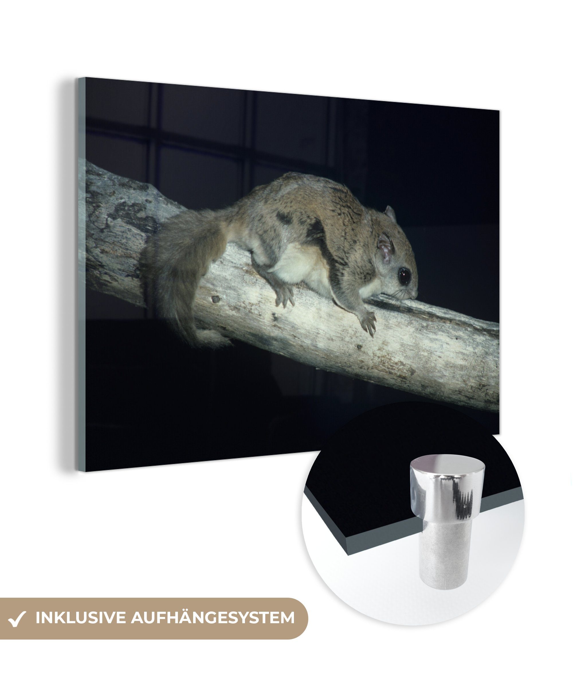MuchoWow Acrylglasbild Fliegendes (1 Schlafzimmer auf Eichhörnchen einem Acrylglasbilder St), Balken, & Wohnzimmer