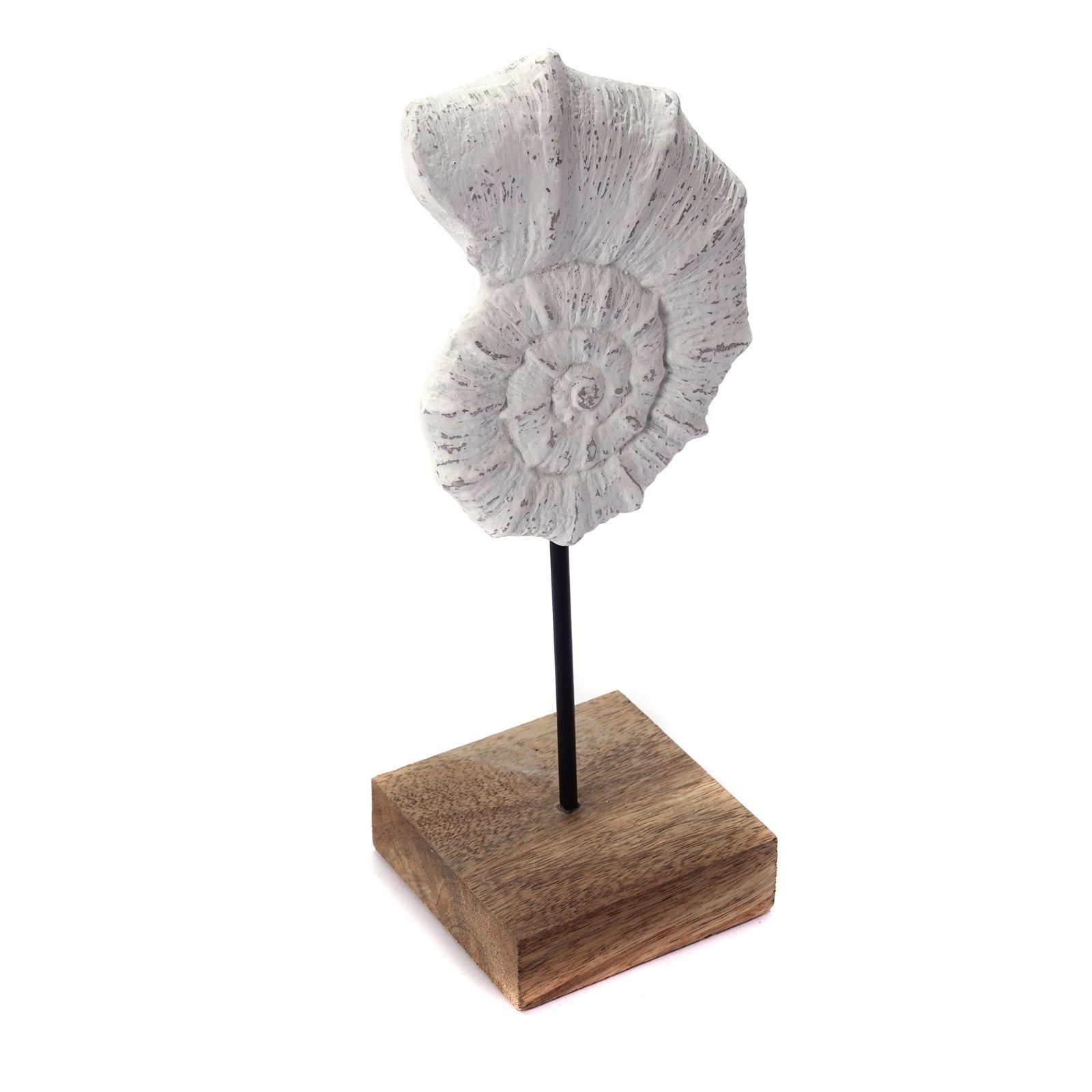 CREEDWOOD Skulptur MUSCHEL SKULPTUR "SHELL 31", günstig online kaufen
