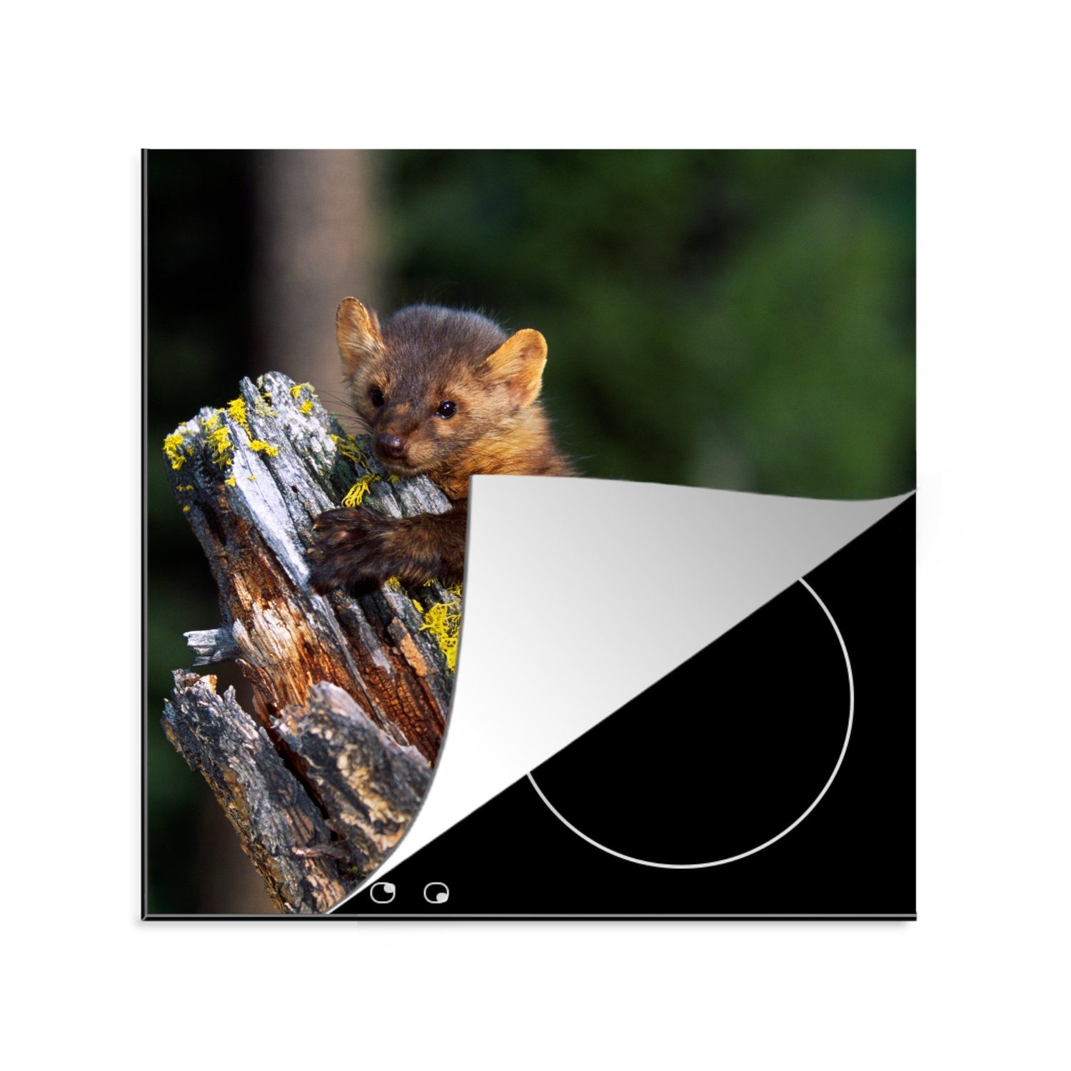 Wald, (1 cm, tlg), Baum Marder MuchoWow - Ceranfeldabdeckung, Vinyl, 78x78 für Herdblende-/Abdeckplatte Arbeitsplatte - küche