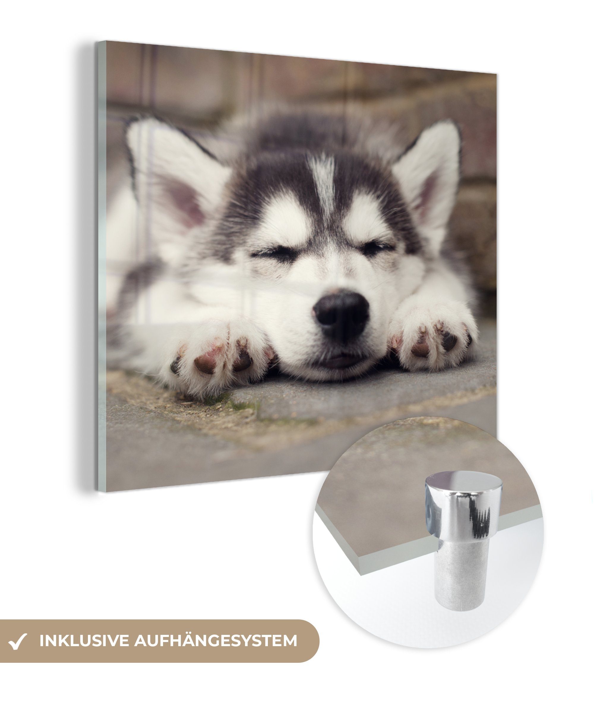 MuchoWow Acrylglasbild Husky-Welpe schläft, (1 St), Glasbilder - Bilder auf Glas Wandbild - Foto auf Glas - Wanddekoration