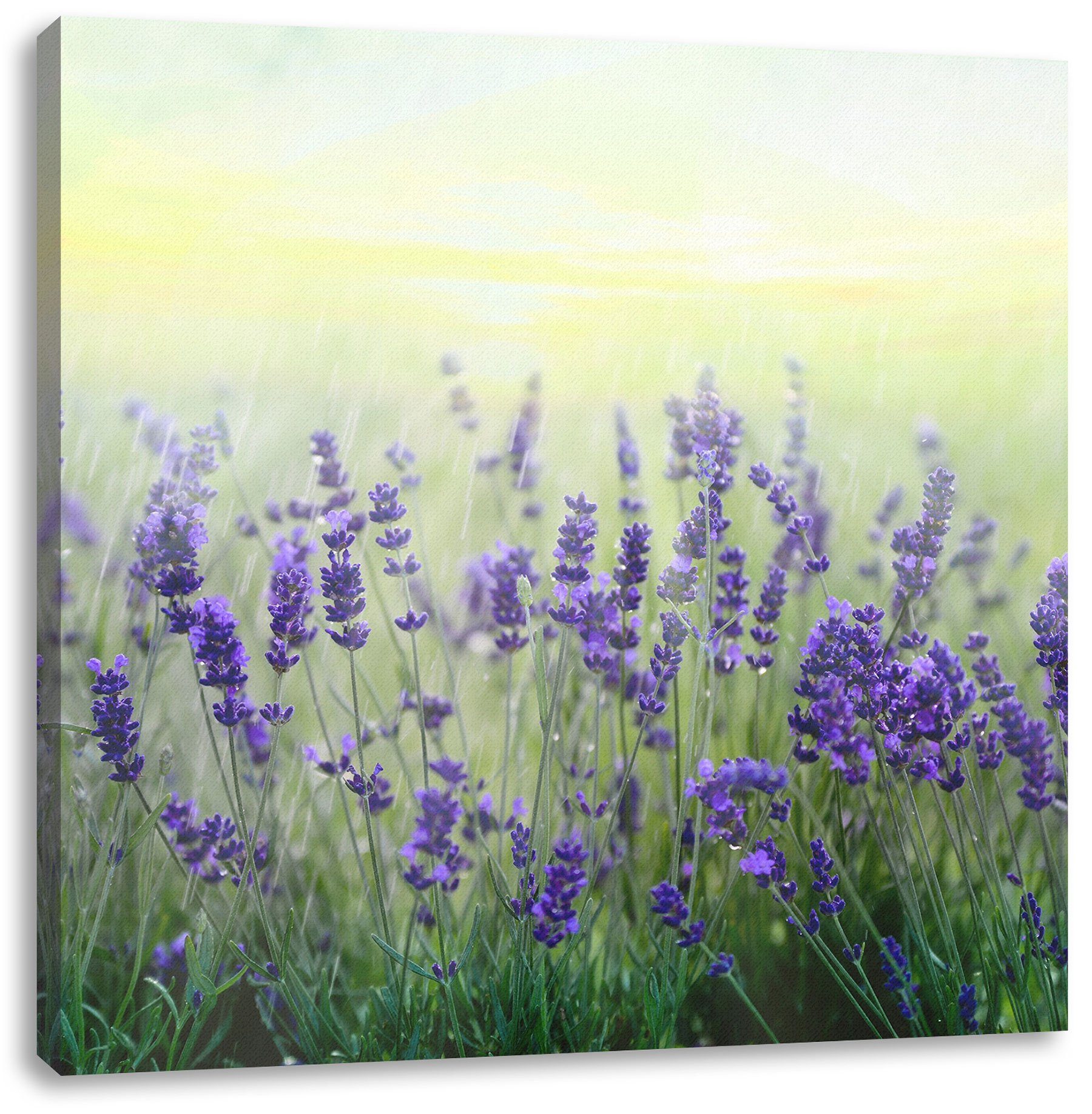 Pixxprint Leinwandbild Schöner Lavendel im Regen, Schöner Lavendel im Regen (1 St), Leinwandbild fertig bespannt, inkl. Zackenaufhänger