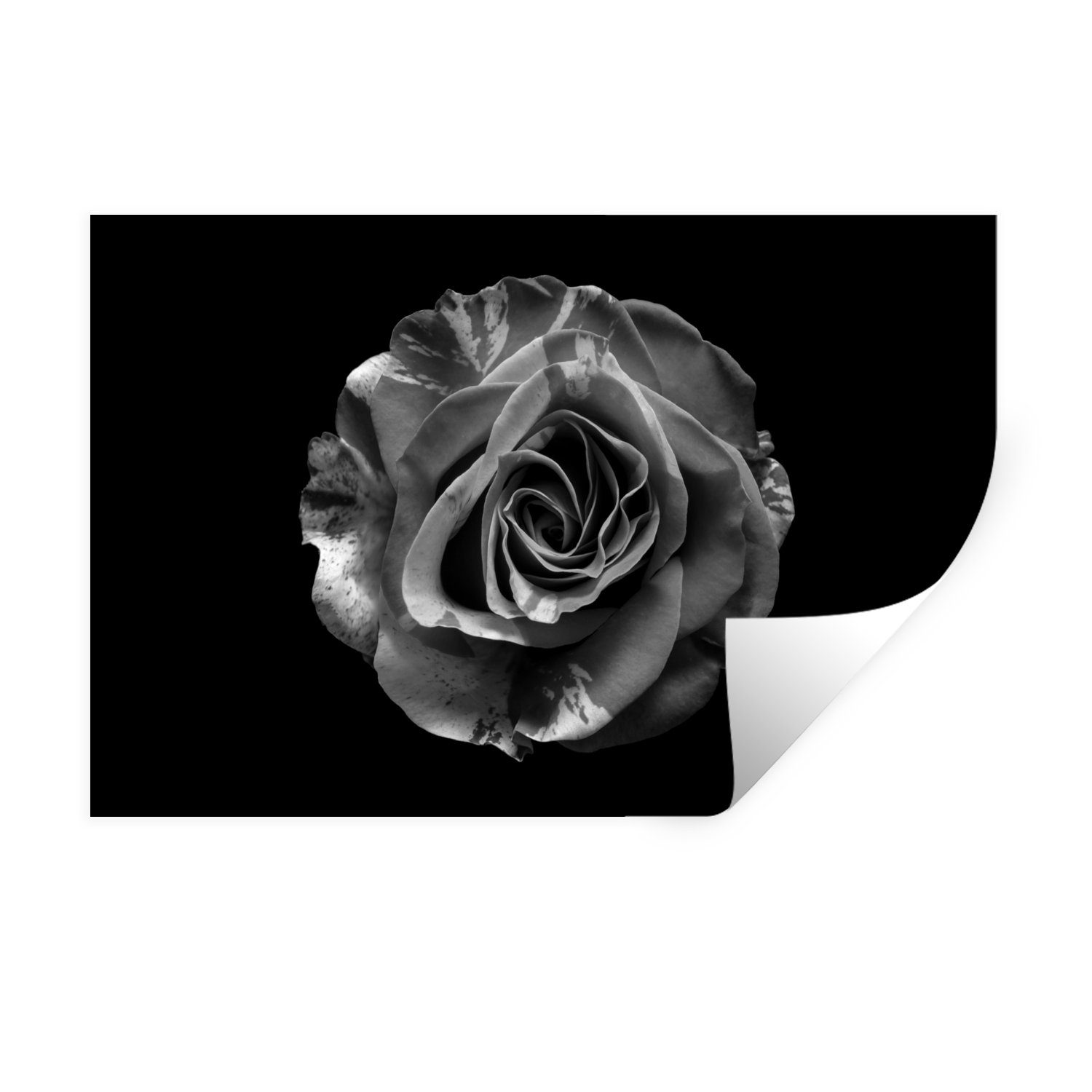 MuchoWow Wandsticker Blumen - Rose - Schwarz - Weiß - Botanisch (1 St), Wandaufkleber, Wandtattoo, Selbstklebend, Wohnzimmer, Schlafzimmer