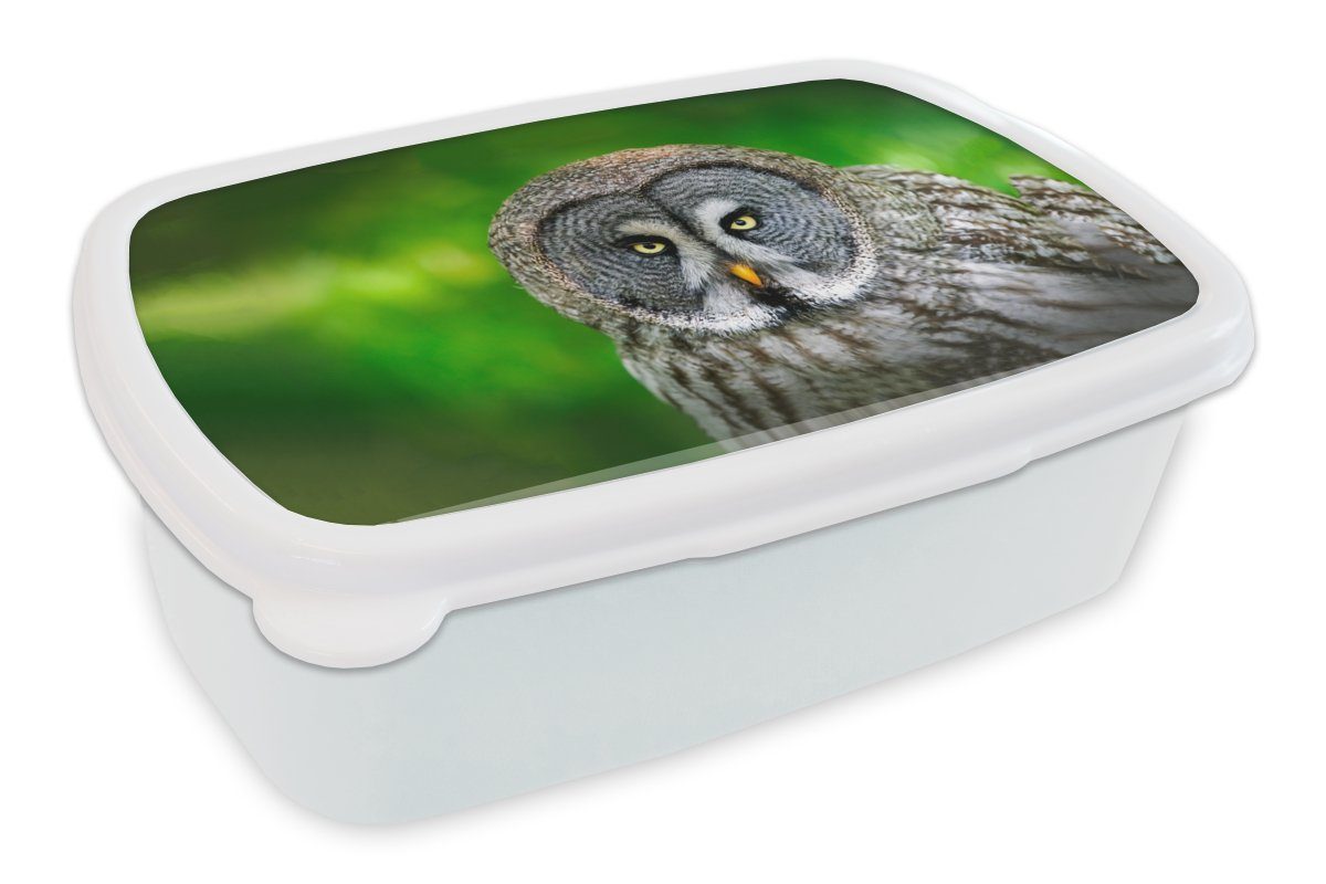 - Lunchbox Brotbox und - (2-tlg), Mädchen für Erwachsene, MuchoWow Kinder Braun Brotdose, Kunststoff, Porträt, Vogel - für Jungs - Tiere Eule weiß und