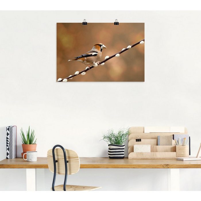 Artland Wandbild Kernbeißer Vogelbilder (1 St) als Alubild Leinwandbild Wandaufkleber oder Poster in versch. Größen ZR11252