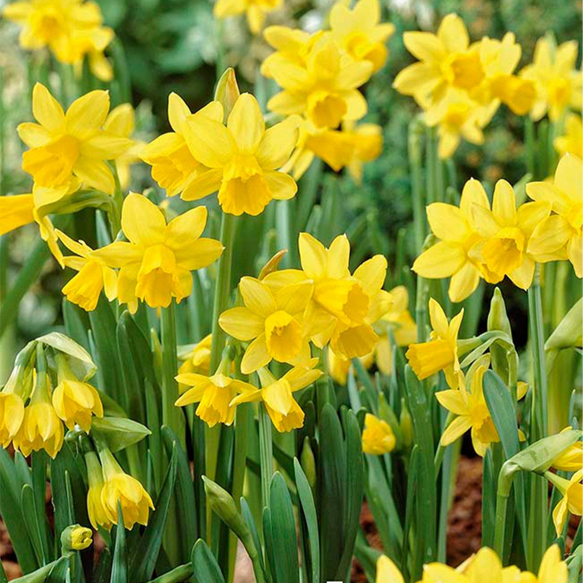 Bloomique Blumenzwiebeln Bloomique - 25er-Mix - Narzisse Tete a Tete - kleine Narzisse - Blumen, (25-St)