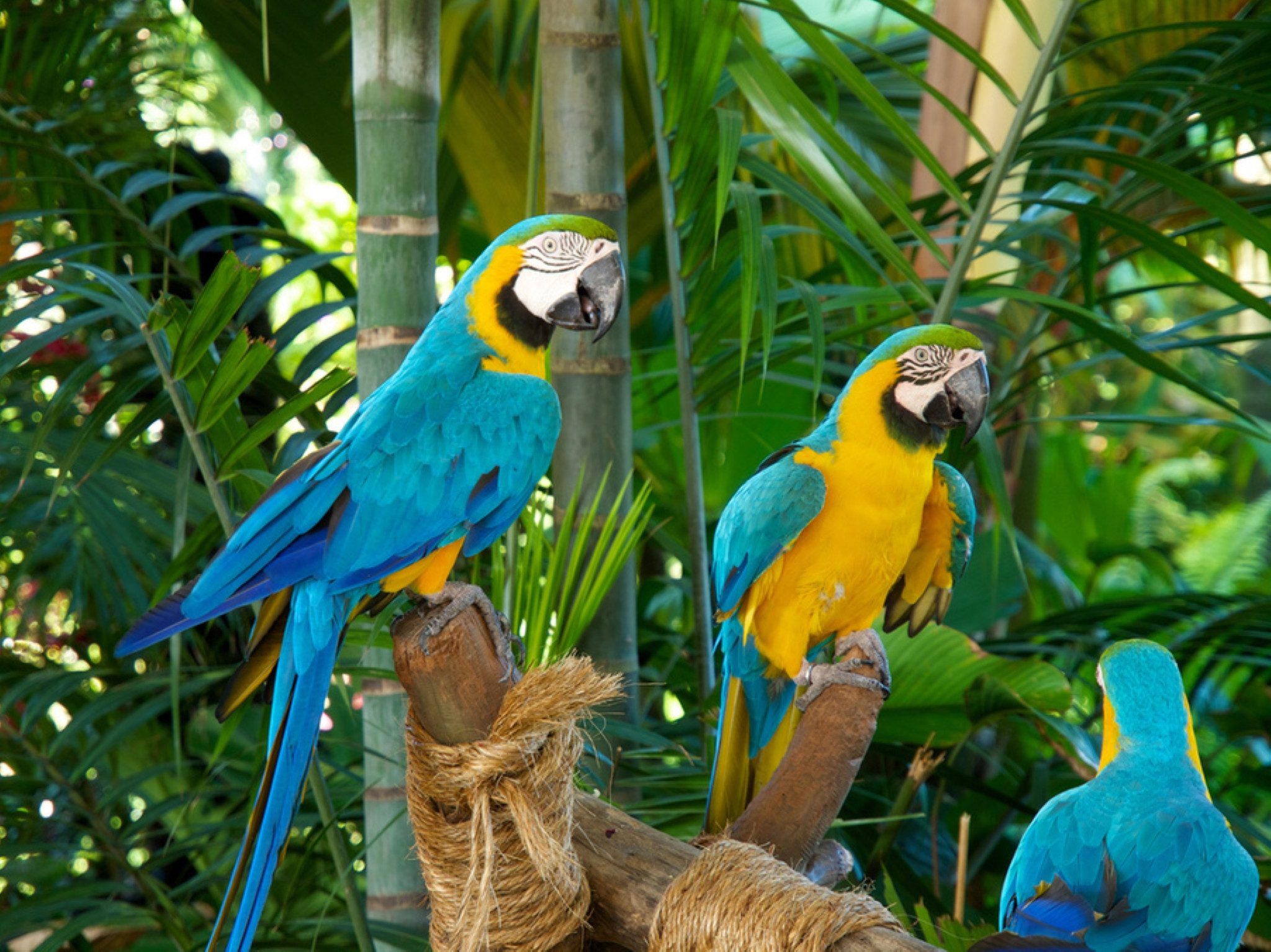 LA CUTE Malen nach Zahlen 5d Diamond Painting Papageien Malen nach Zahlen 3 günstig online kaufen