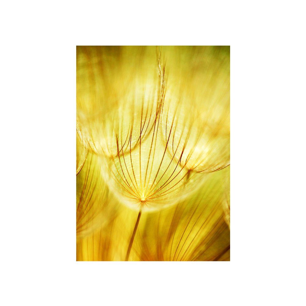 Fototapete Pusteblume liwwing liwwing 73, Ocker beige Löwenzahn gelb no. Fototapete Pflanzen