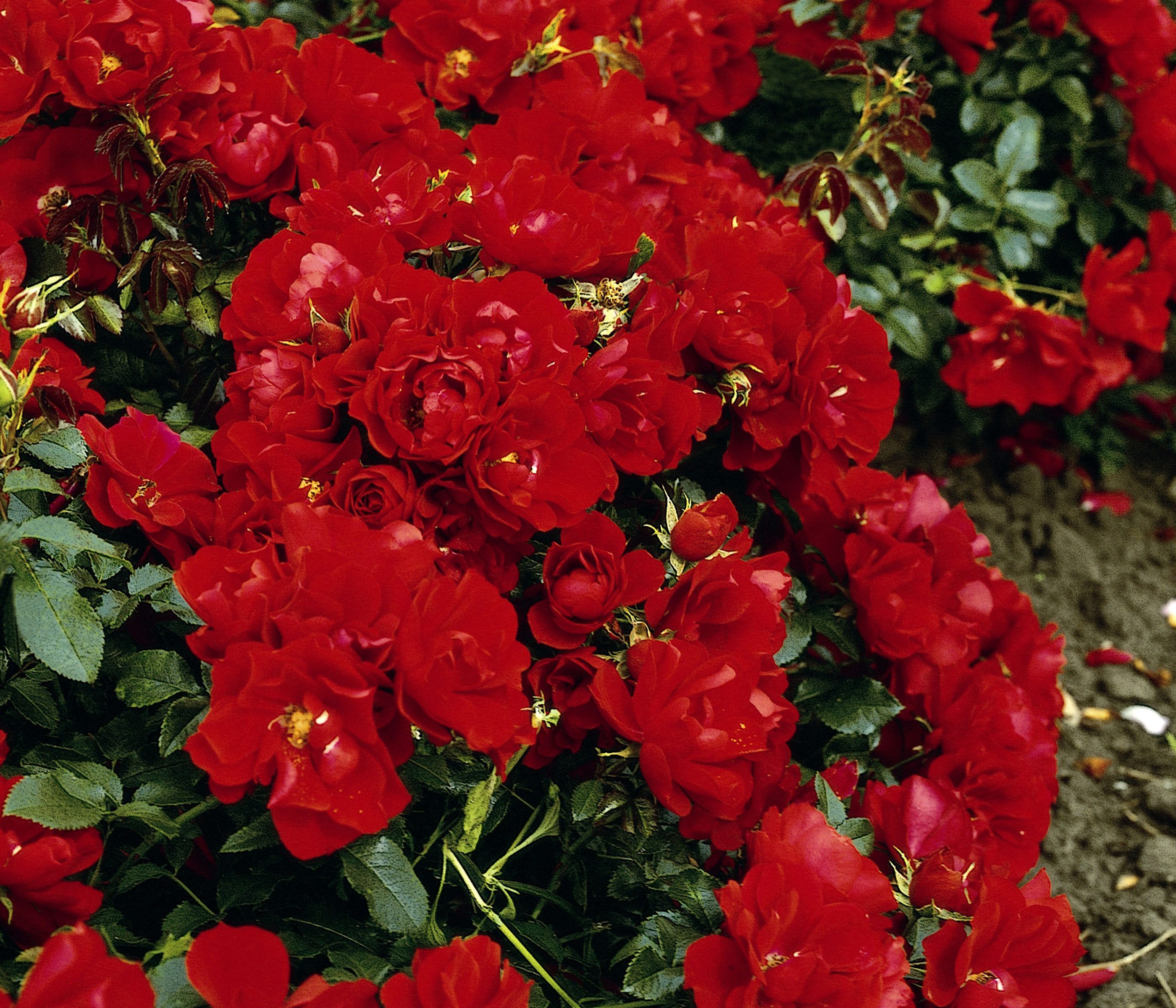Dehner Rose Bodendeckerrose Centro®-Rose, rote Blüten, gefüllt, Züchter Tantau