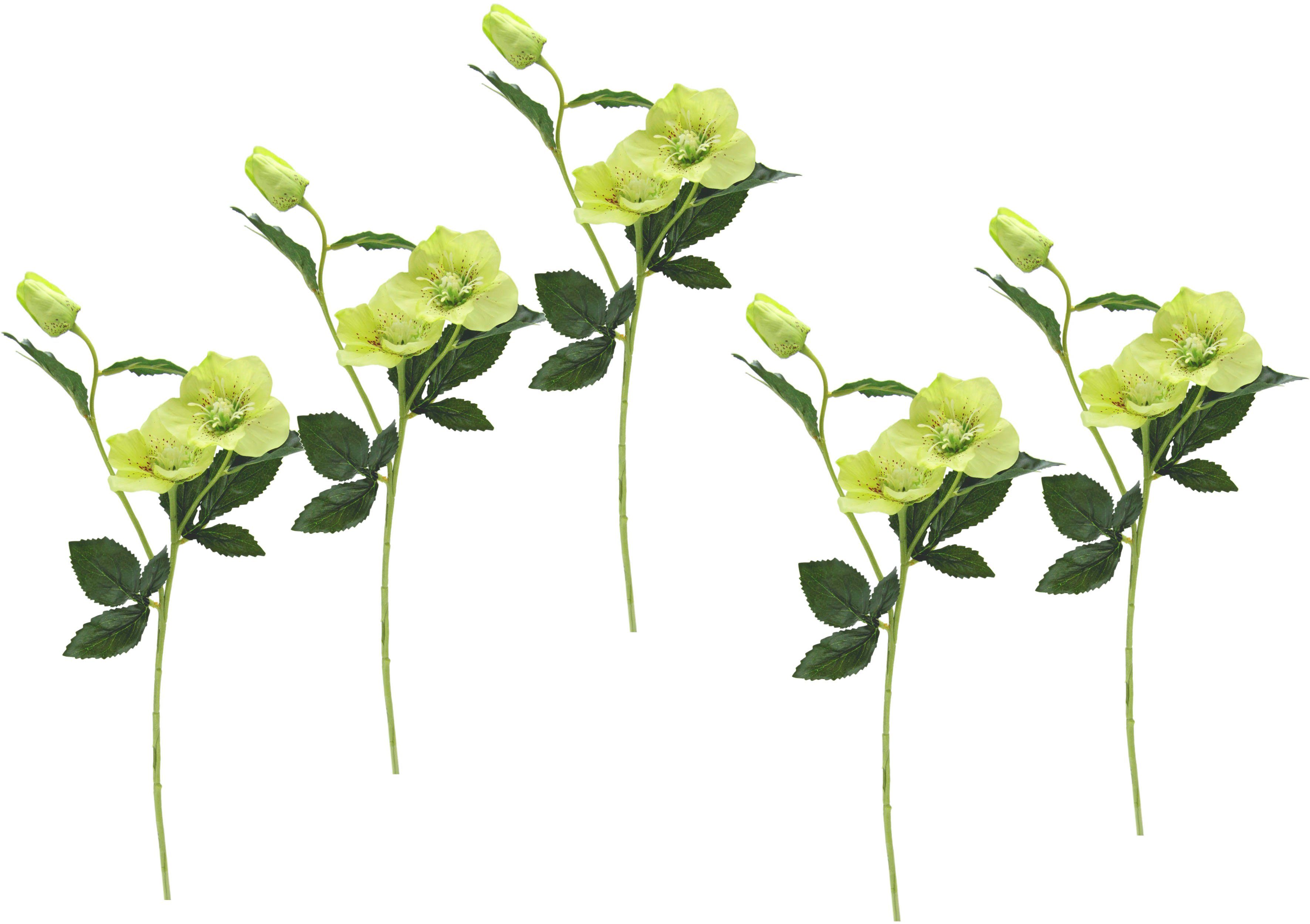 Kunstblume Christrose, I.GE.A., Höhe 57 cm, Künstlich Seidenblumen, 5er Set
