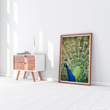 Sinus Art Poster 90x60cm Poster Tierfotografie Porträt eines männlichen Pfau