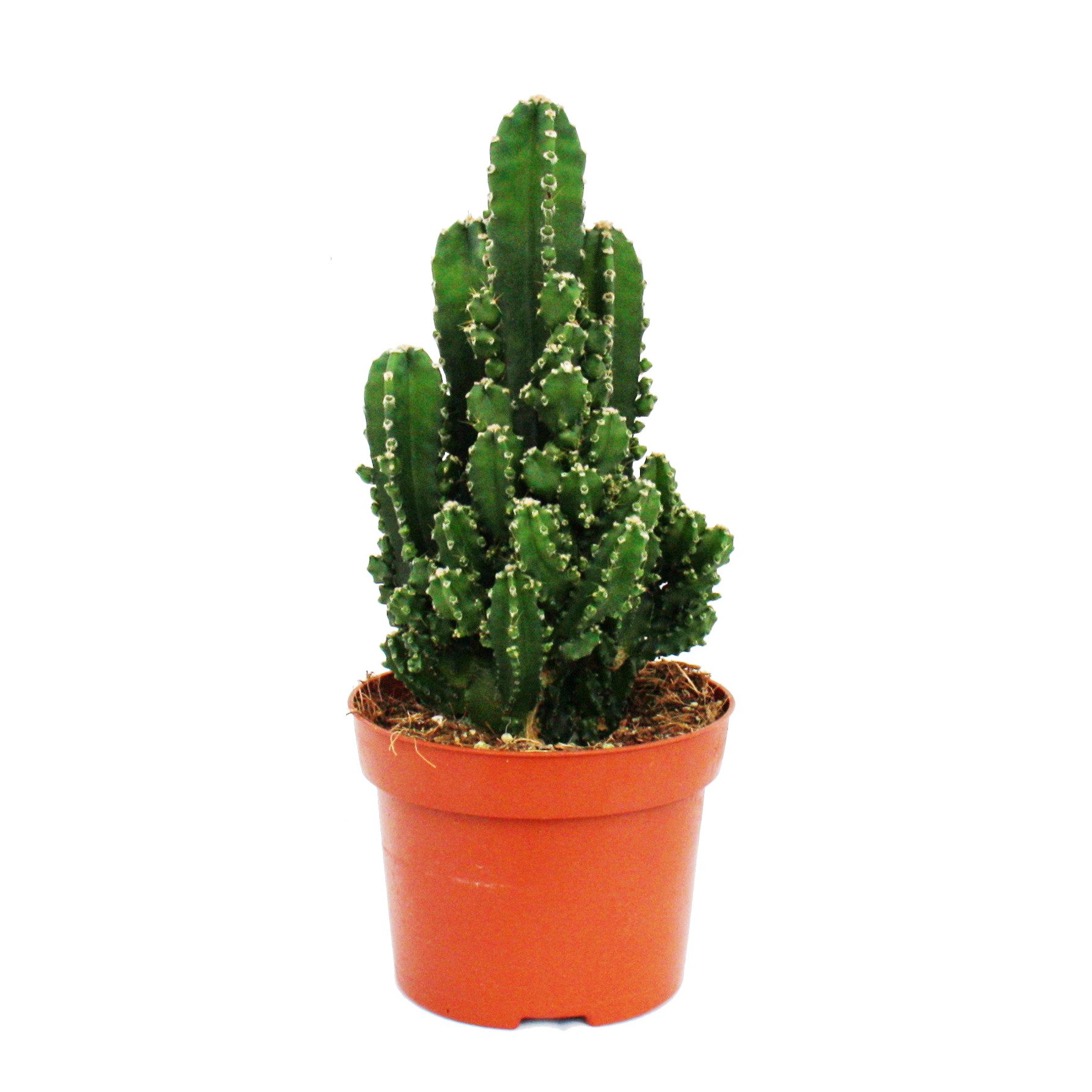 Exotenherz Kaktus Cereuis floridianus - Grünfinger - im 12cm Topf günstig online kaufen