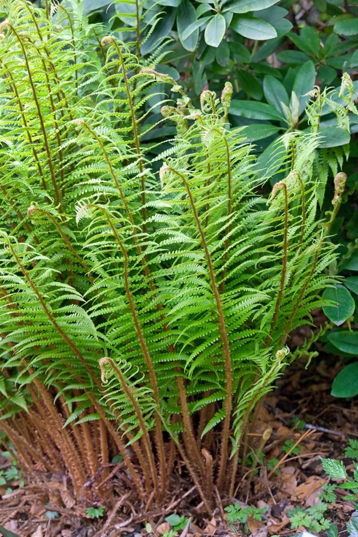 Pflanzen für Dich Gräser Dryopteris wallichiana, 1 St., Wallichs Wurmfarn, Wallichs Schildfarn, fiederblätter, schattenverträglich