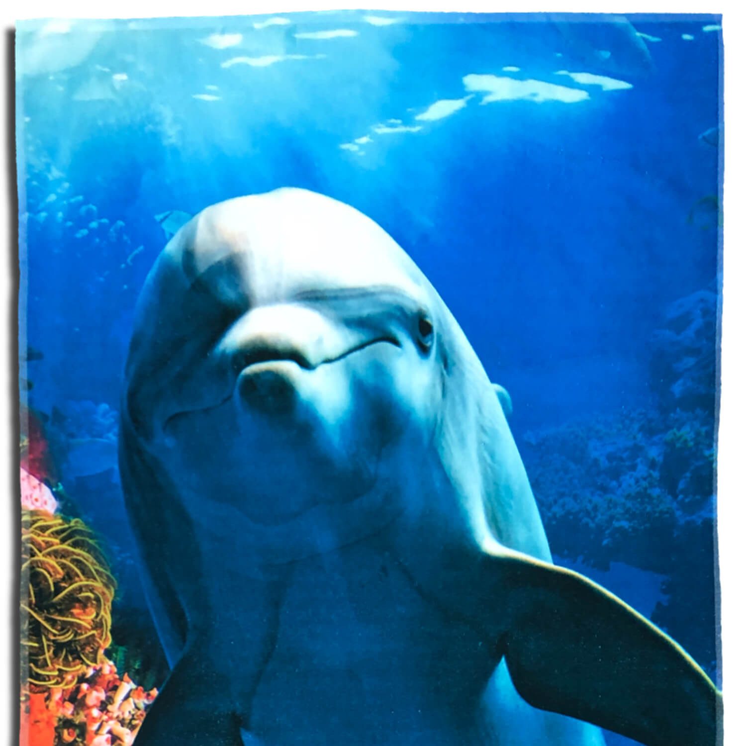 ESPiCO Strandtuch Delfin, Frottee-Velour (1-St), Korallen, Riff, Fische