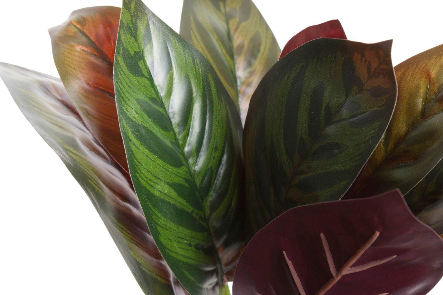 20 Zimmerpflanze cm Botanic-Haus, Calathea Künstliche Höhe Calathea,