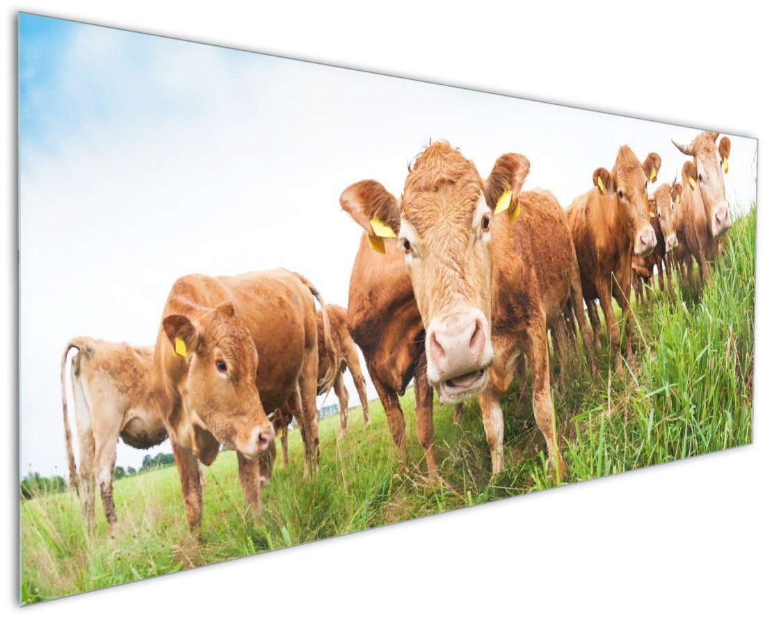 Wallario Küchenrückwand Kühe im Sommer auf der Weide, (1-tlg)