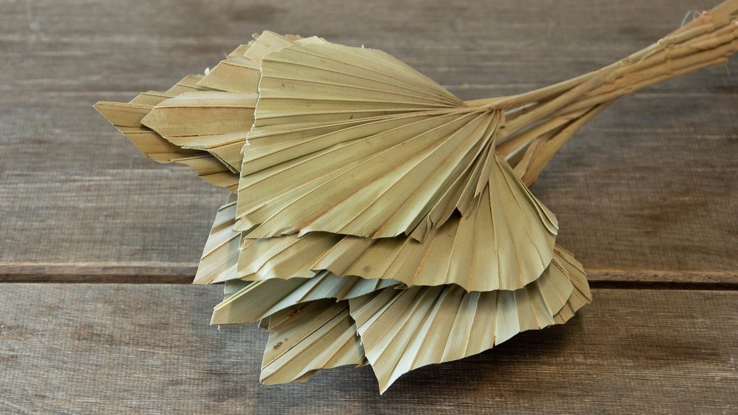 Trockenblume Palmenblatt Speer groß, in Natur, 10 Stück, ca. 30-40cm, NaDeco