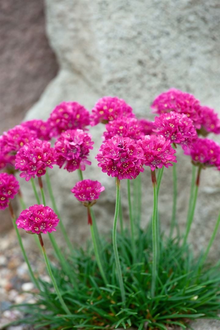 Pflanzen für Dich Staude Armeria maritima Düsseldorfer Stolz, 1 St., Grasnelke, Strand-Grasnelke