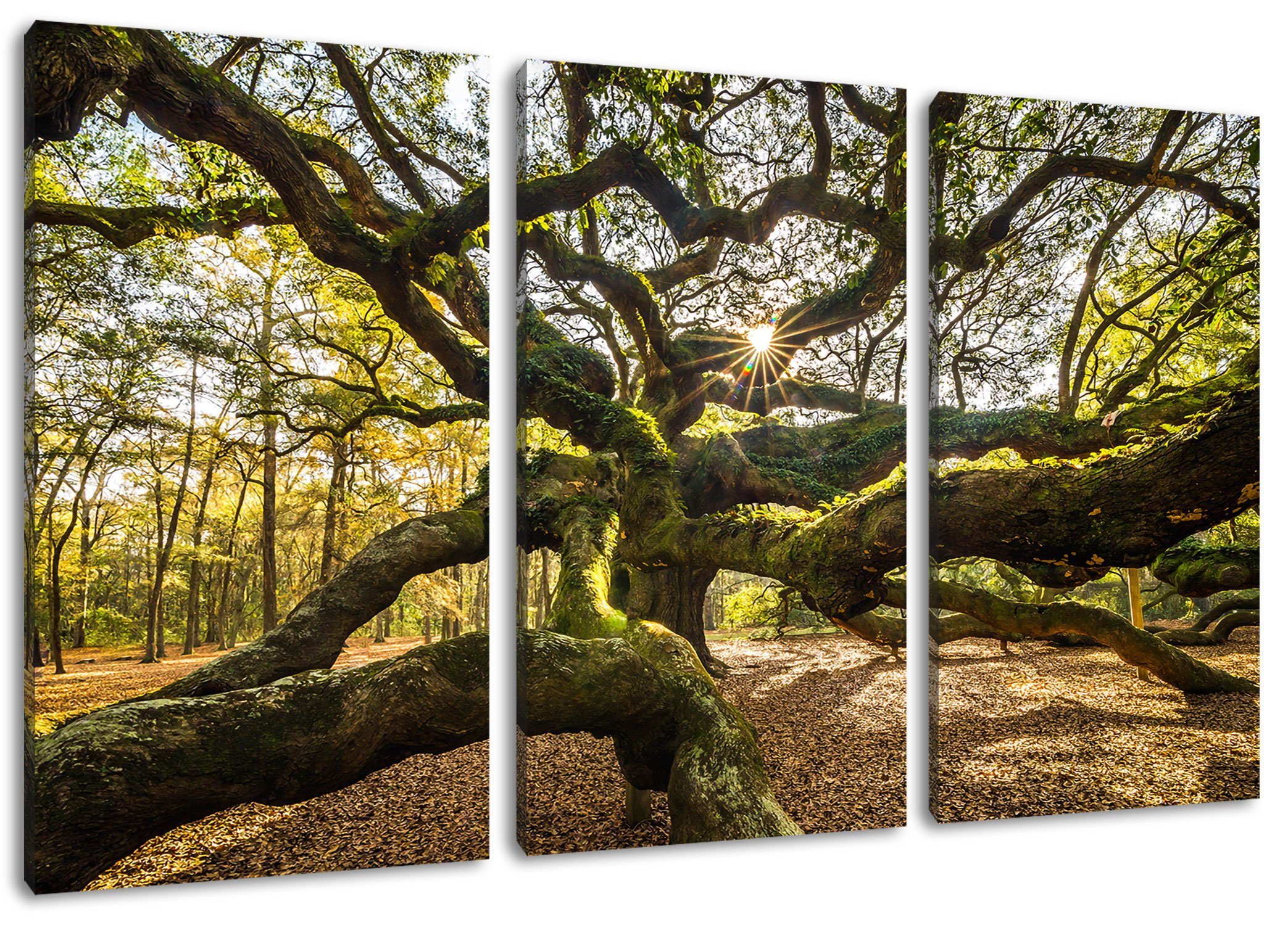 gigantisch 3Teiler inkl. verzweigter Baum Leinwandbild Leinwandbild fertig bespannt, Baum, (1 gigantisch (120x80cm) St), verzweigter Zackenaufhänger Pixxprint