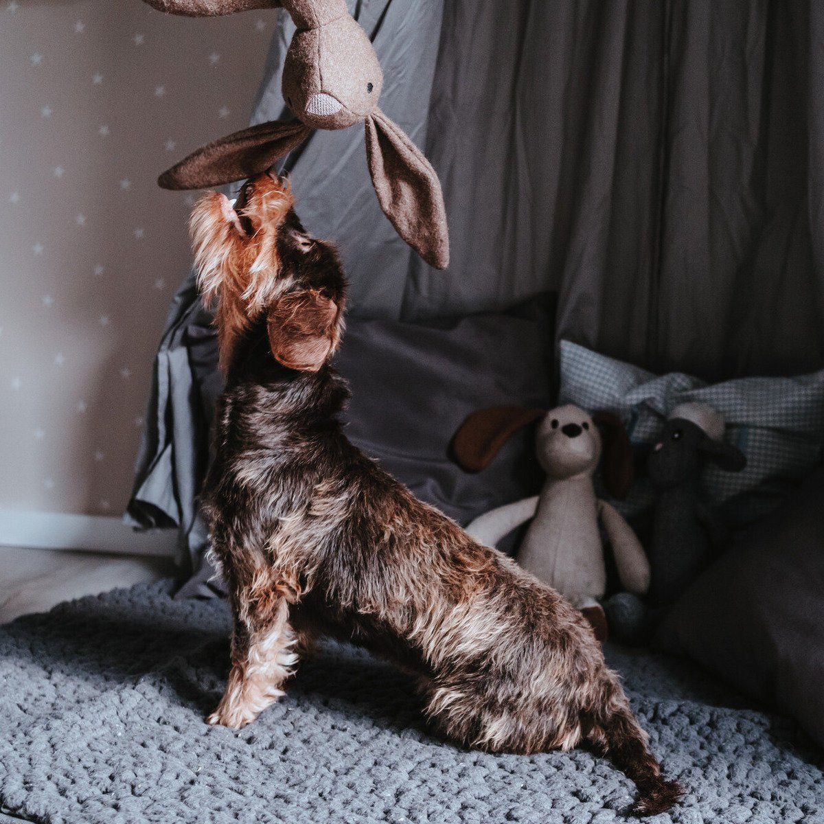 Hunter Tierbedarf Tierkuscheltier Hundespielzeug Marle Hase günstig online kaufen