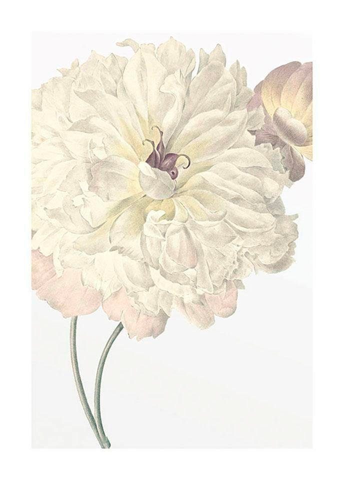 Komar Bild Illustration Dahlia, Blumen (1 St), Wandbild zur Dekoration - ohne Rahmen