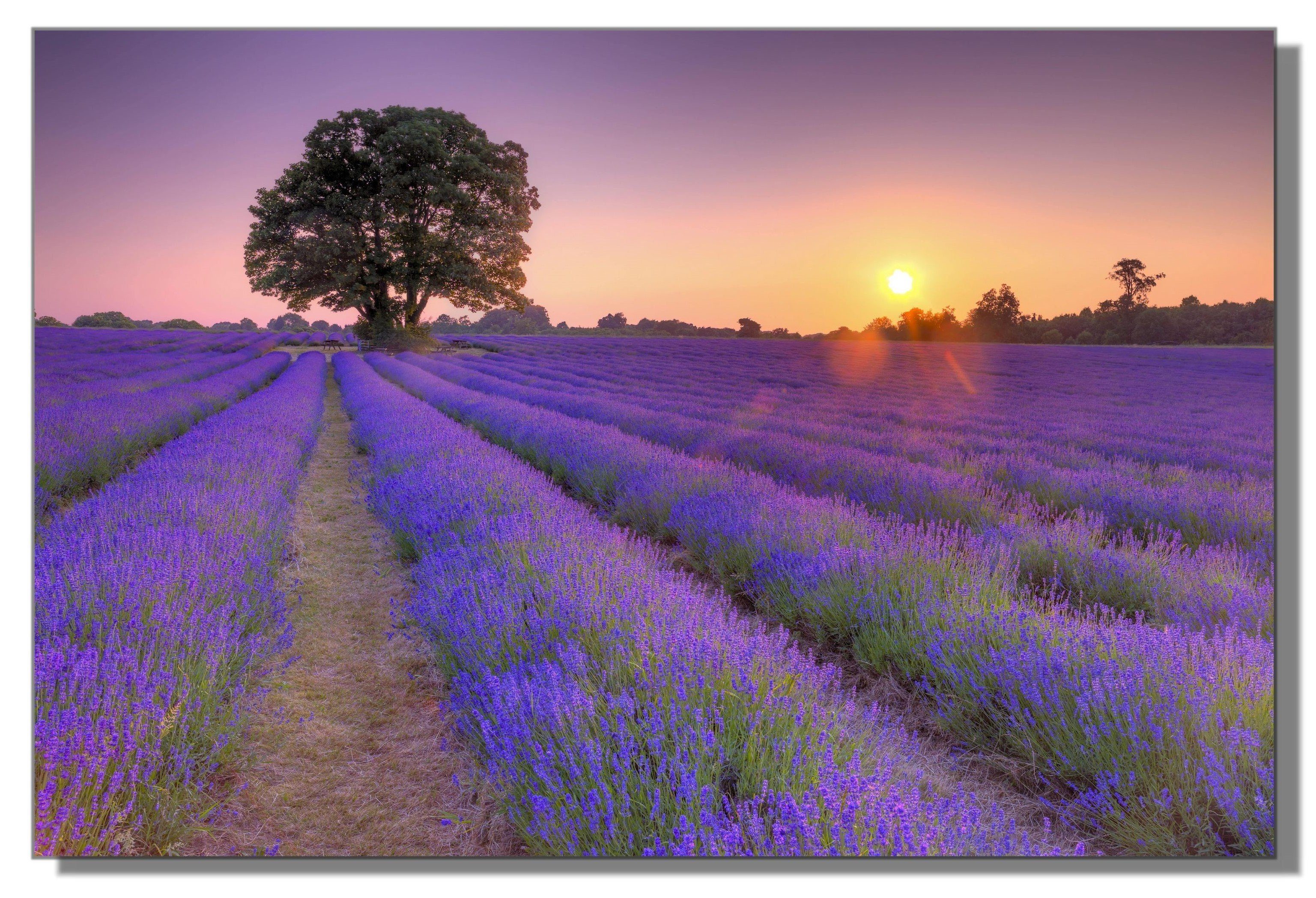 Victor (Zenith) Acrylglasbild Acrylglasbild \"Lavendelmeer in der Provence\" - Größe: 30 x 45 cm, Landschaften, in 30x45 cm, Glasbilder Blumen, Acrylglasbilder Wohnzimmer